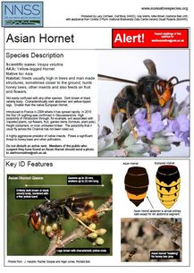 Asian hornet, Vespa velutina identification sheet