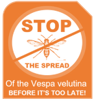 Help stop the spread of the Vespa asiática (V. Velutina nigrithorax): an exotic predator in Europe. with Xesus Feas Vespa asiática V. velutina nigrithorax