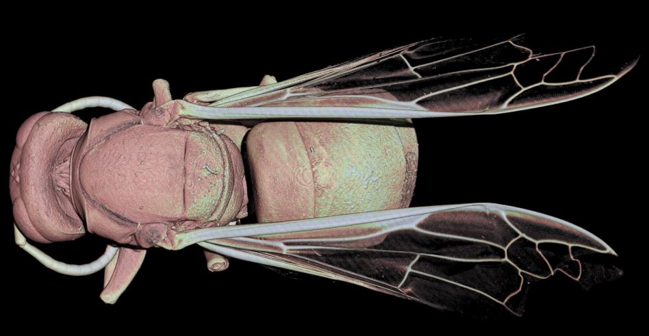 Micro computed tomography image of Vespa velutina Asian hornet by Xesus Feas