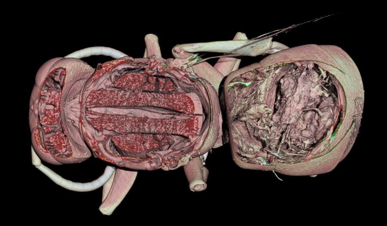 Micro-CT image of Vespa velutina Asian hornet