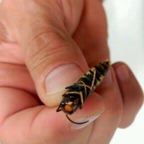 Picture of Male Asian hornet Dr Xesús Feás showing a recently hatched Asian hornet malePicture