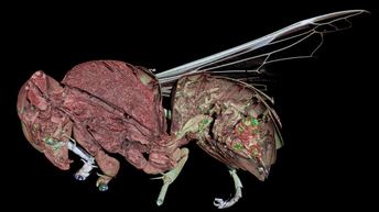 Micro computed tomography image of Vespa velutina Asian hornet