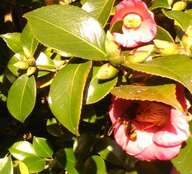 picture image shows Vespa velutina visiting the Camellia plant 