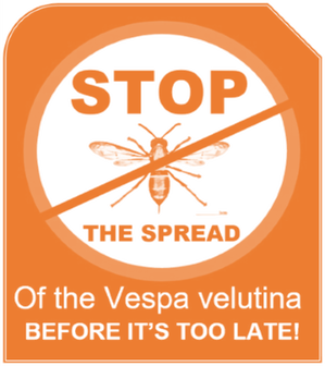 Stop vespa velutina  Asian hornet spreading with Xesus Feas