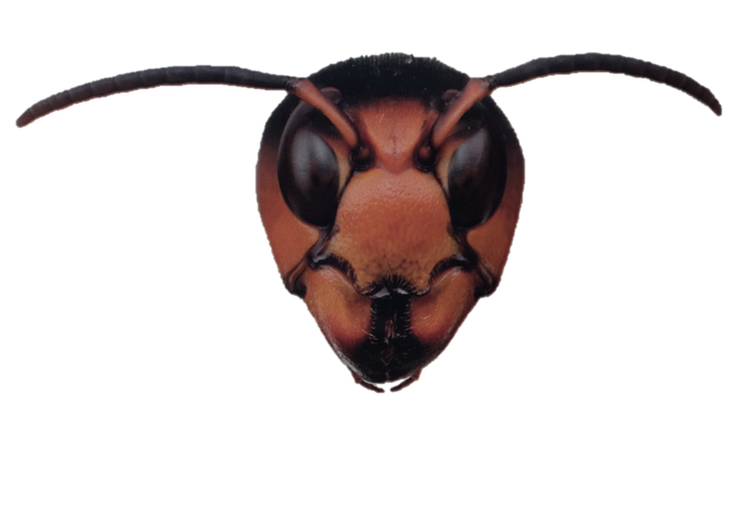 good image of the vespa velutina asian hornet